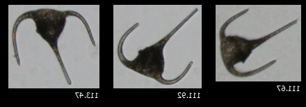 显微镜下黑色微藻的三张图片.