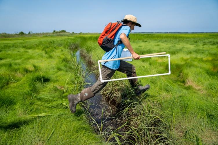 研究er strides across ditch in salt marsh carrying square trancept