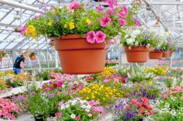 potted flowers in greenhouse