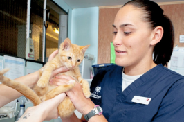 学生在兽医医院检查小猫