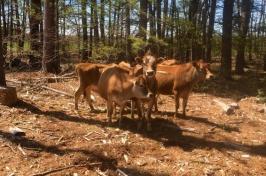 一小群棕色的牛站在树林的空地上.