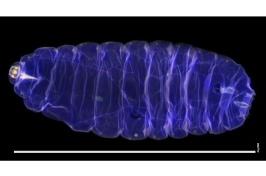 A larva of a blueberry gall midge under confocal lighting
